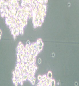 PC-12(High differentiation)大鼠腎上腺嗜鉻細胞瘤細胞(高分化)主圖