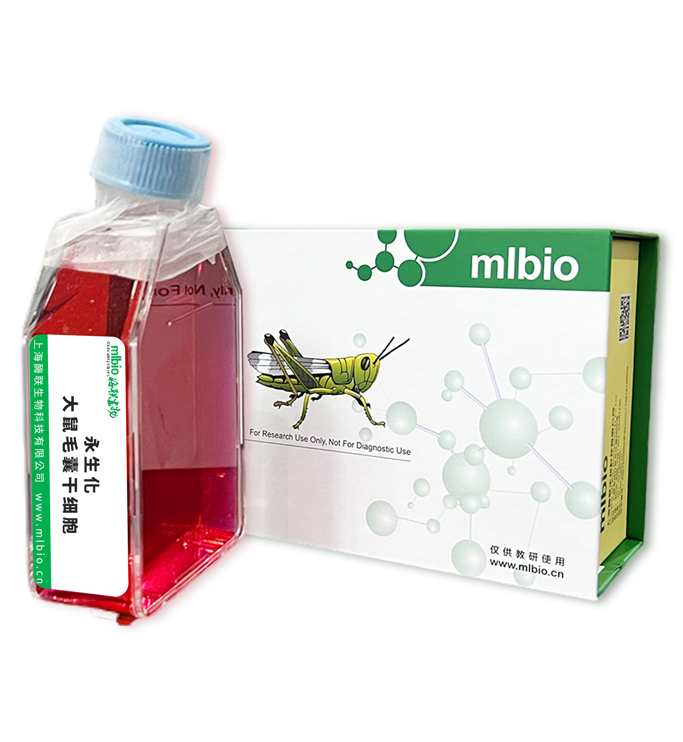 永生化大鼠毛囊干細(xì)胞主圖