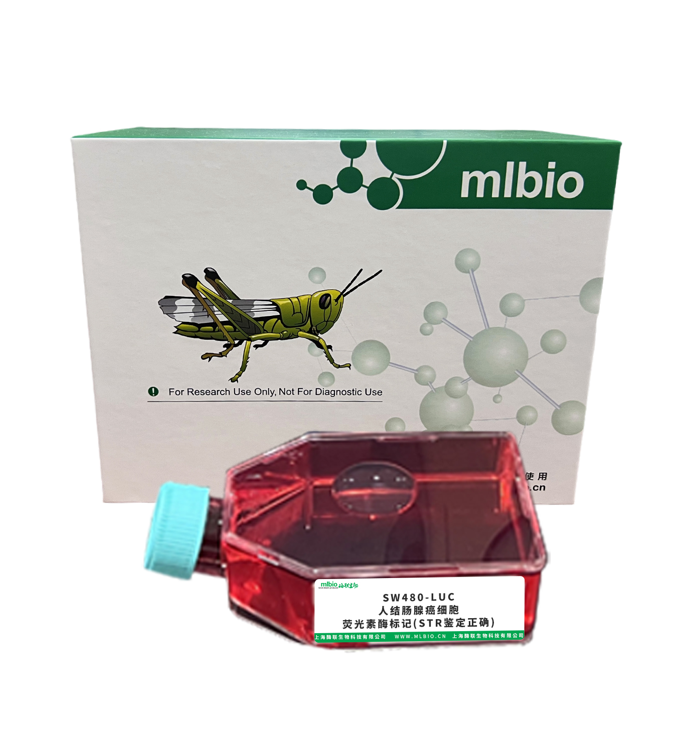 SW480-LUC/人結腸腺癌細胞-熒光素酶標記(STR鑒定正確)主圖